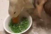 どんだけ腹が減ってたんだ？すごい勢いで出された豆を食べるアヒルちゃん。海外の反応