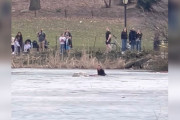 【海外】「セントラルパークで凍った池に飛び込んだ男性、溺れている犬を救う感動の瞬間！」
