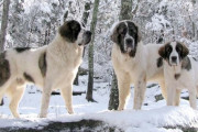 スペイン人「お前らの国を代表する犬といえば？」日本「それなら柴犬だ」