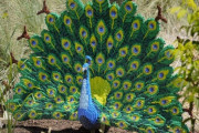 アメリカの動物園「コロナで客来ないからレゴの動物もたくさん作ったよ！」