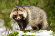 外国人「タヌキは日本固有の動物に分類されるらしいぞ！」