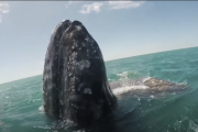 海洋上にクジラが出現して近づいて来たので撫でみた！