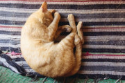 ネコは寝る子。猫の寝姿を人間が真似してみたところ、かわいさが消滅
