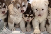 バスタブの隅っこでプルプル！初めてのシャワーを怖がるシベリアン・ハスキーの子犬達