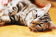 新宿にある日本最大級の猫カフェに行ってみたら可愛いにゃんこ達の楽園でした！「ここは私の理想の楽園です」「日本は猫もこんなに整然としているのか😂」海外の反応