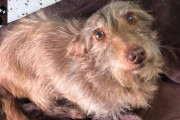 【海外】「2,000マイル離れた場所で発見！クリスマスに家族と再会した迷子の犬」
