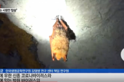 「韓国内のコウモリから "新種のコロナウィルス" 発見」という記事の翻訳