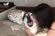 やめてくれえええええ。この犬のリアクションが良すぎて思わず笑っちゃう。海外の反応