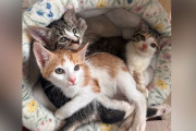 【海外】謎の病気にかかった子猫たち、安楽死の危機から救われた奇跡の物語