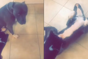 罪の意識から死んだふりをするワンちゃんに飼い主さんも問い詰めながら笑ってしまう