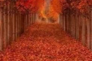 海外「素晴らしい秋の色…またとない風景ですね」秋の紅葉が映える並木道（海外の反応）