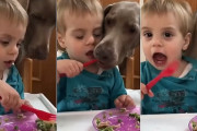 フォーク練習でポテトサラダを食べている男の子→食べようとすると横からワンコに掻っ攫われる