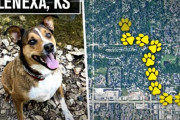 犬「飼い主さんに会いたい！」犬専用託児所から脱走し家までたどり着いた犬にビックリ