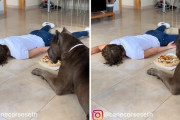 ピザと飼い主さんどちらを取るか？！愛を試されたイタリアンコルソドッグの反応はいかに？