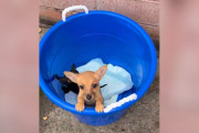 【海外】「シェルターのボランティアが出会った子犬たち。その裏に隠された悲しい真実とは？」