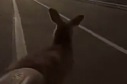 気を付けてカンガルーは急に止まれない。オーストラリアの道路を走るときは気を付けて。海外の反応