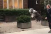 「バカ歩きを進化させたかのよう」散歩中の犬さん、現在の心境をこうやって表現！ｗｗ