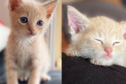 【海外】「やさしい心の持ち主が再会した子猫、彼にふさわしい幸せな未来を贈る」
