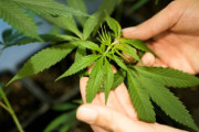 韓国人「ドイツもバカだなwwww」大麻を合法化した結果に韓国人がバカにしながらも自国に警鐘を鳴らす