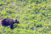 「韓国もいずれ熊だらけになる」北海道でクマに食われて死亡した男性の報道を受けて韓国人も危惧