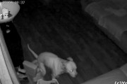 幼児のトイレトレーニング用おまるにウンチをしていたワンコ。監視カメラの映像で判明した犯行の瞬間！