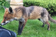 野生のキツネは靴がお気に入り？寝転がっている撮影者さんの靴紐をカミカミする野生のキツネくん。