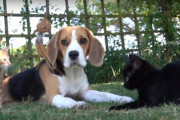 出産経験のない犬が二匹の子猫に授乳し、我が子のように愛を注ぐ。ビーグルと二匹の子猫の種族を超えた絆にほっこり
