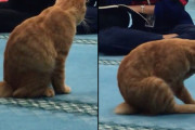 携帯カメラが偶然捉えた猫の動きに撮影者もまわりの女性も笑ってしまう