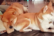 海外「柴犬も結婚生活は大変なんだ」子育てから解放されのんびりお昼寝をする柴犬カップルが可愛すぎる（海外の反応）
