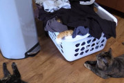 洗濯物の詰まったカゴで( ˘ω˘)スヤァ中の猫ちゃんと、それが気になる猫ちゃん達