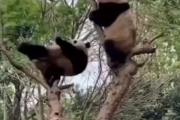 どうしてこうなった。なぜパンダが絶滅の危機に瀕しているのかがよくわかる。海外の反応