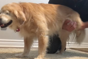 足の関節のマッサージを受けているゴールデン・レトリバーが凄く気持ちよさそうな動画( ˘ω˘)