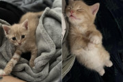 外国人「うちの子猫にキュートな日本風の名前をつけたい！」