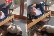 飼い主さんの筋トレを真似して運動するぽっちゃりブルドックにほっこり
