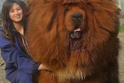 【海外の反応】「世界最大の犬」チベタン・マスティフの写真が拡散→運営「合成で巨大化」と判定し削除