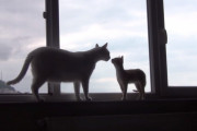 新入り子猫がやってきた！新参者に厳しい孤高の白猫が時折見せるほっこりな姿