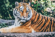 虎の毛を剃ると…皮膚の模様もトラ柄だった