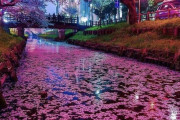 海外「日本ほど綺麗な桜を見れる国はないよ」日本の桜の写真に外国人から大量のコメントが