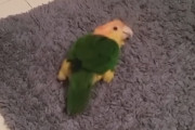 ラグマットの上を這いずり回るインコちゃんの動画