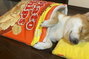 外国人「お昼寝するこの日本の柴犬がキュートすぎるよ！」