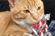 海外「元気が出た」子猫とウルトラマンの写真がウルトラかわいい（海外の反応）