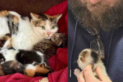 【海外】「地域猫を救おうとしたら、屋根の上に子猫を発見！誰も置き去りにしない物語」