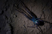 【海外】「廃坑にひそむ！ハンバーガーサイズの巨大モンスター・マインスパイダーの正体とは」