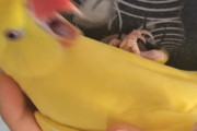 飼い主さんが撫でるのを止めると猛烈な鳴き声をあげる黄色いインコちゃん