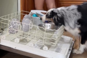 ロボットよりこの犬が欲しい！食器洗いのお手伝いを完璧にこなすオーストラリアン・シェパード