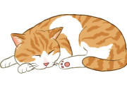 日本人が隣のネコがいつも乱入してきて困ってた結果→とんでもない事実が判明！【タイ人の反応】
