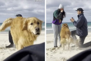 男「結婚してください！」犬（ダダダダダッ！）ロマンチックなプロポーズ中に駆け回るワンコ！女性は感激から爆笑へ…
