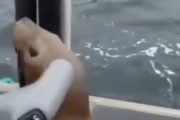 海外「シャチがやばいので船の上に逃げてきたアシカ」