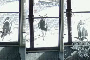 誰も居ないオフィスのドアガラスをメッタメタにした犯人を監視カメラが撮影！犯人はなんと…ヤギ…？！