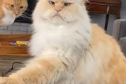 アピールが上手な猫「ニンゲンよ、ヒントを与えてやってるだろう」